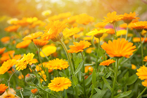 Organic Calendula