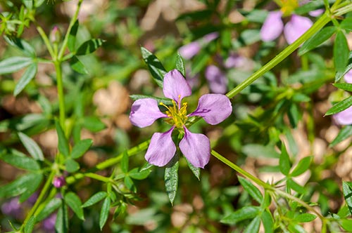 Organic Fagonia