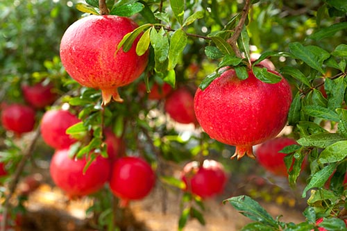 Organic Pomegranate